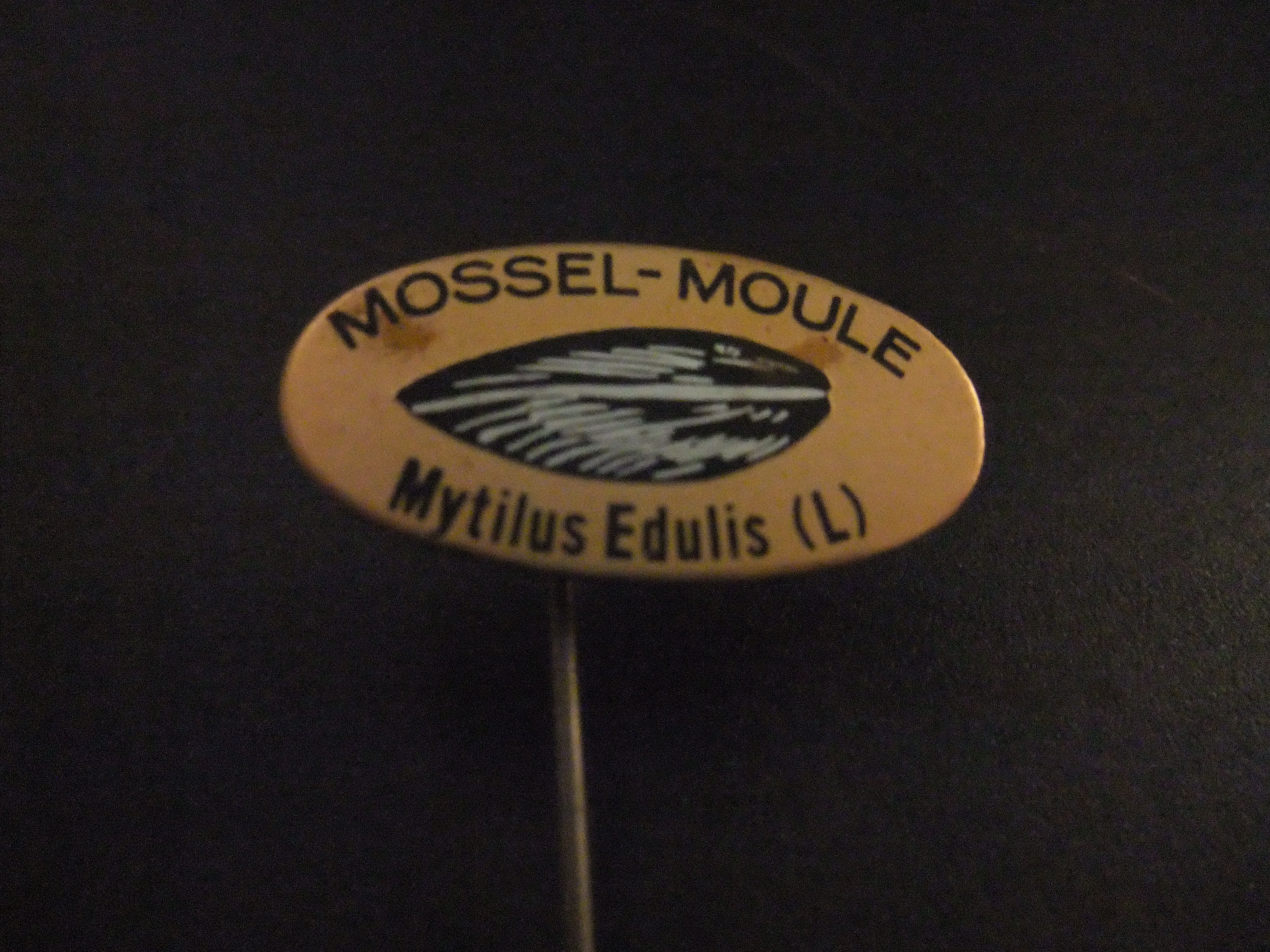 Mossel (Mytilus edulis) eetbare mossel